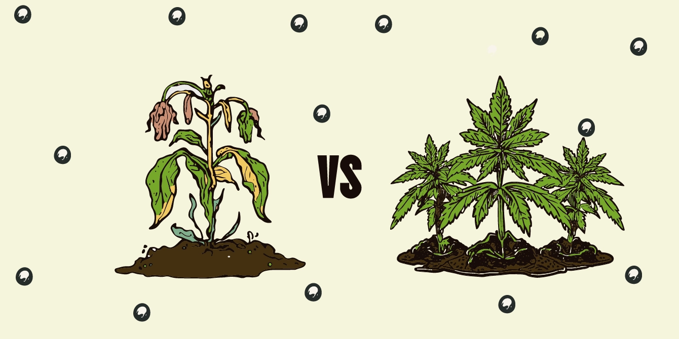 Ammendanti organici: Dialogo tra Terra e Futuro. Illustrazione di un confronto tra fertilizzanti chimici e ammendanti organici.