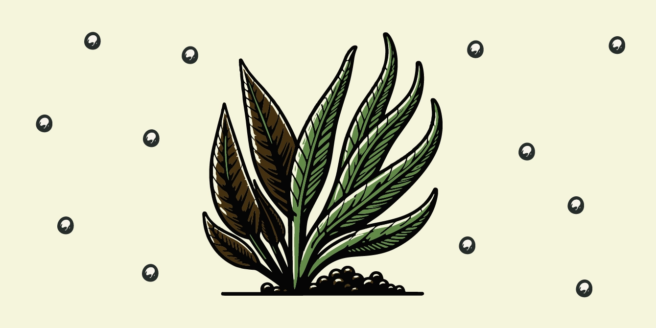 Illustrazione di una alga kelp. Alga Kelp Architettura Segreta del Suolo Organico.