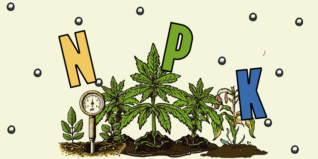 Illustrazione di NPK La Rivoluzione Nutriente per una Cannabis Straordinaria