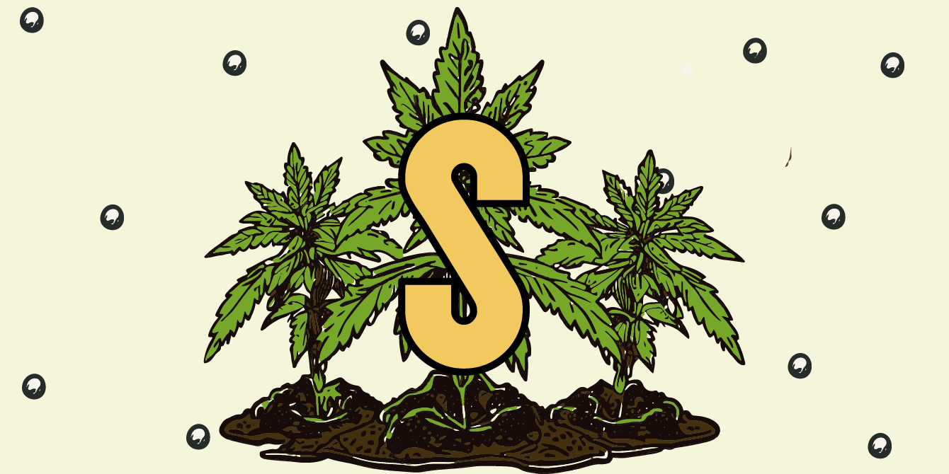 Zolfo per Cannabis- La Guida Definitiva per una Nutrizione Ottimale