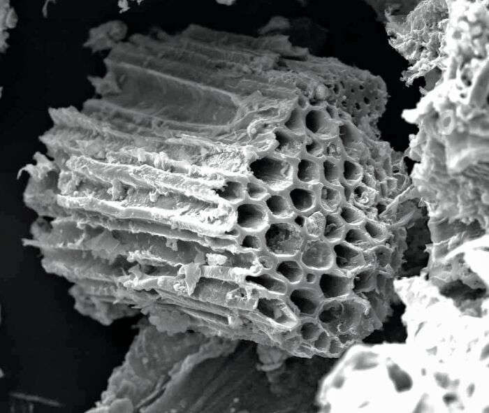 Primo piano del biochar che mostra la sua struttura porosa e carboniosa